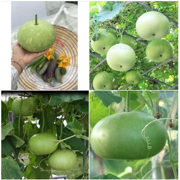 Hạt giống bầu quả tròn Thái - 1 gói 1gram