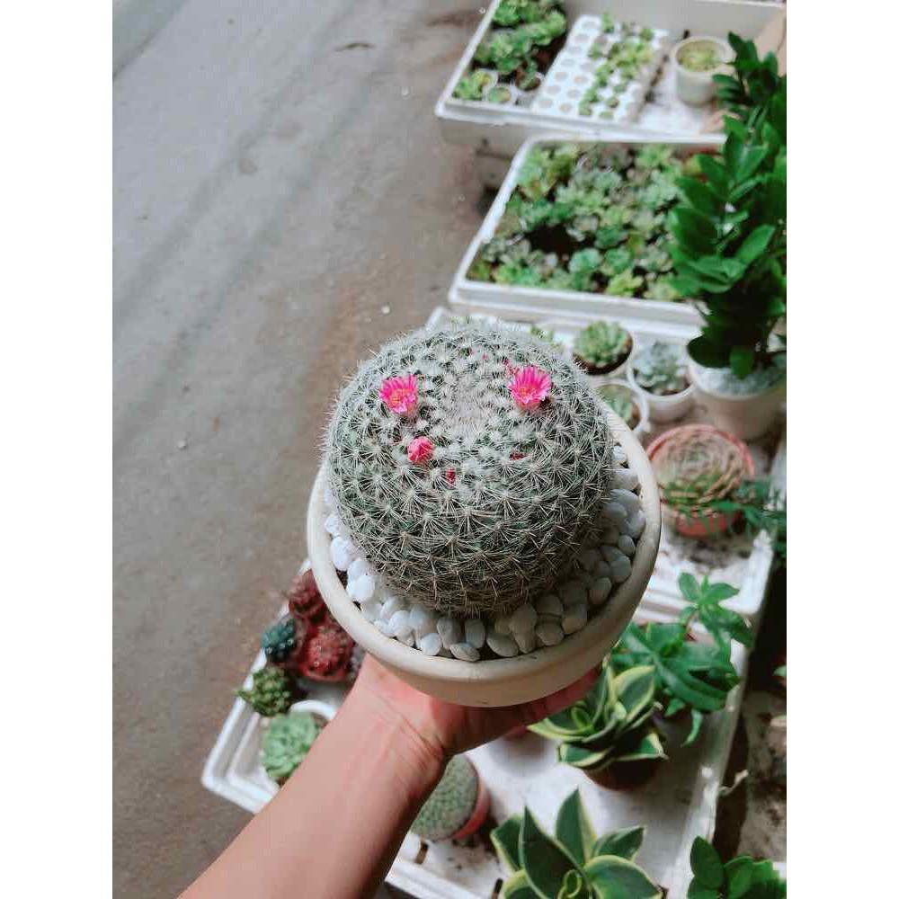 Chậu xương rồng nở hoa Bán Chạy