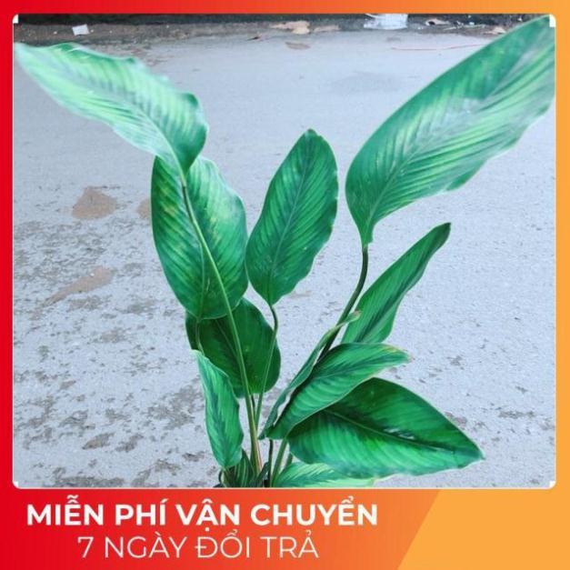 Đuôi Công Xanh