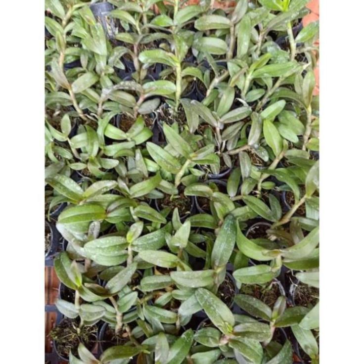 Combo 2 cốc giả hạc thác bay cây năm 2