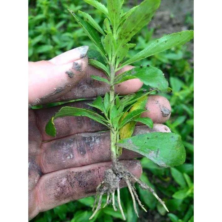 Hạt giống cỏ ngọt stevia KNS3466 - Gói 20 hạt
