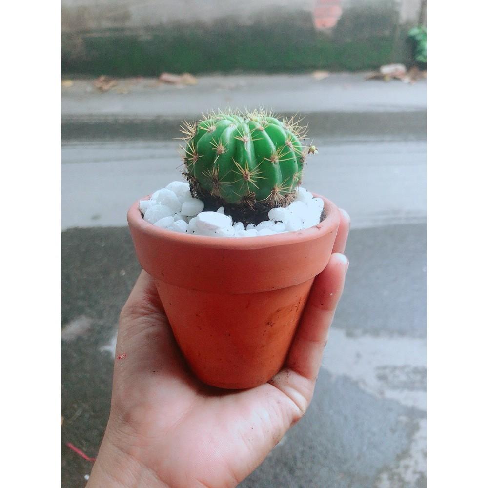 Chậu Xương Rồng Bí Xanh