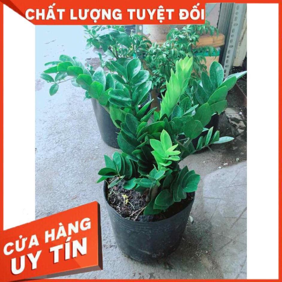 Kim Tiền Size Đại Nhiều Người Mua