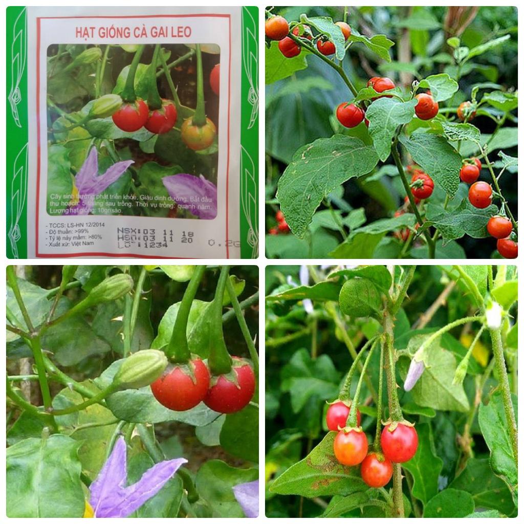 COMBO 2 gói hạt giống cây cà gai leo f1-gói 50 hạt-tặng kèm gói phân bón lót