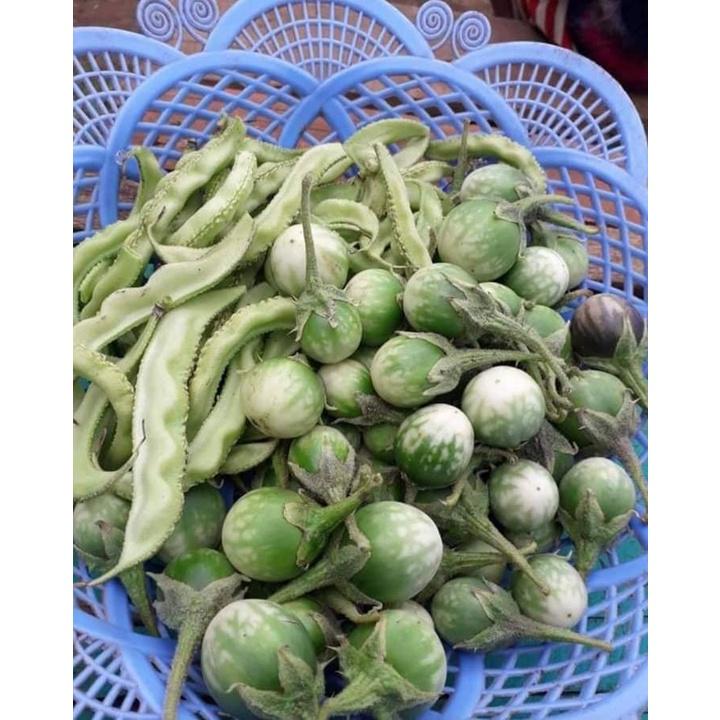 Hạt giống cà đắng Tây Nguyên CKNS365 - Gói 20 hạt