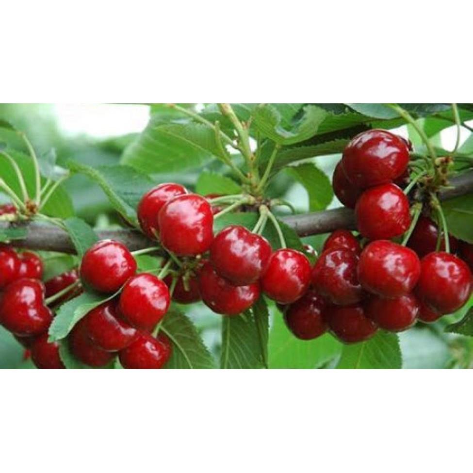 Cây giống CHERRY chịu nhiệt - Cây giống F1- hàng nhập khẩu