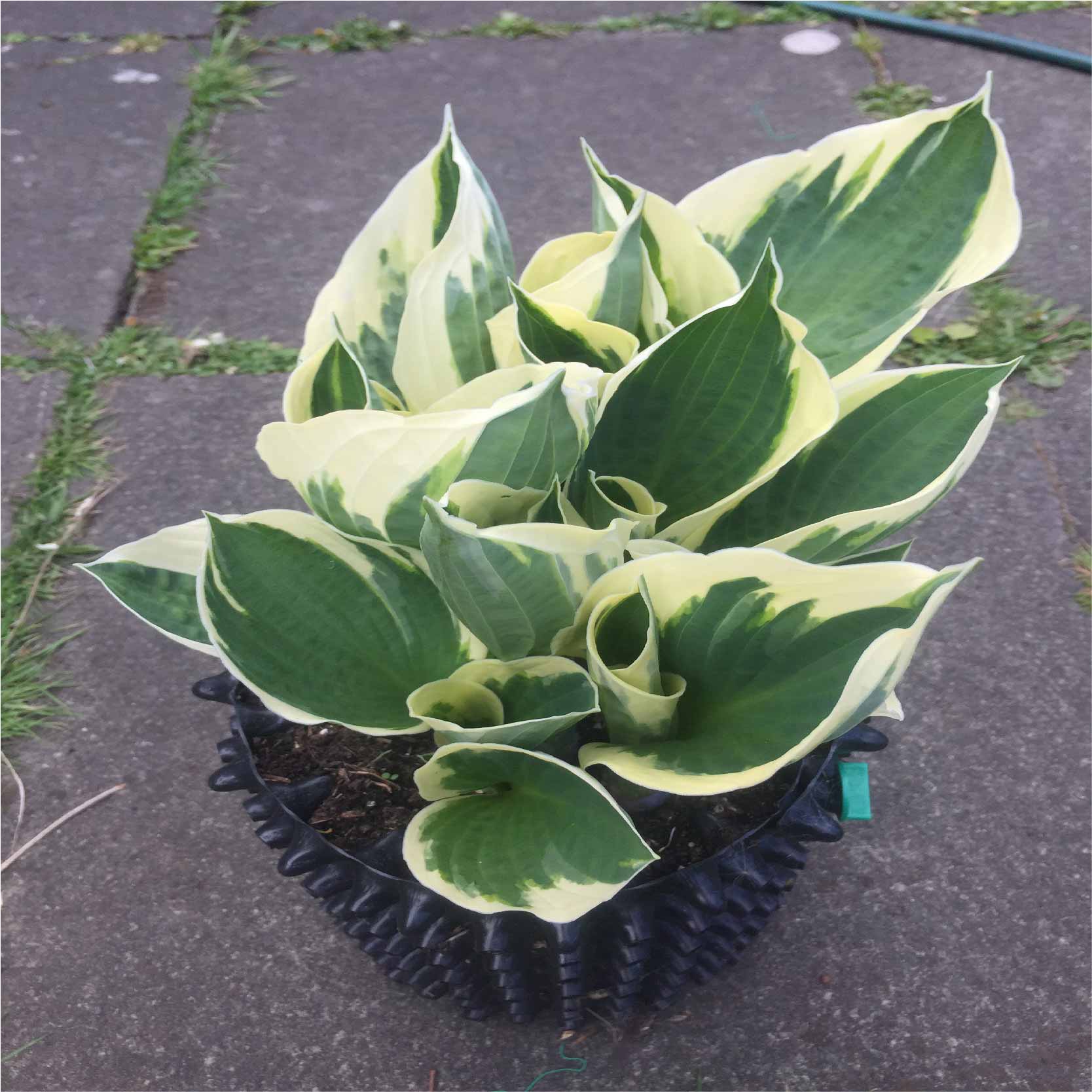 Bầu ươm hạt giống Ecopot cao 30cm x dài 25m