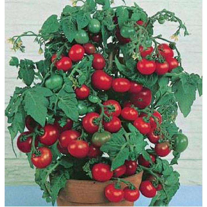 Hạt giống cà chua cà chua bi lùn đỏ dể trồng f1-gói 20 hạt-tặng kèm gói phân bón lót