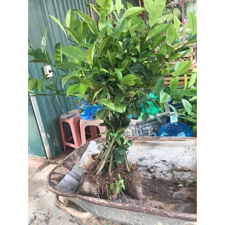 Cây Giống Chanh Giấy siêu sớm