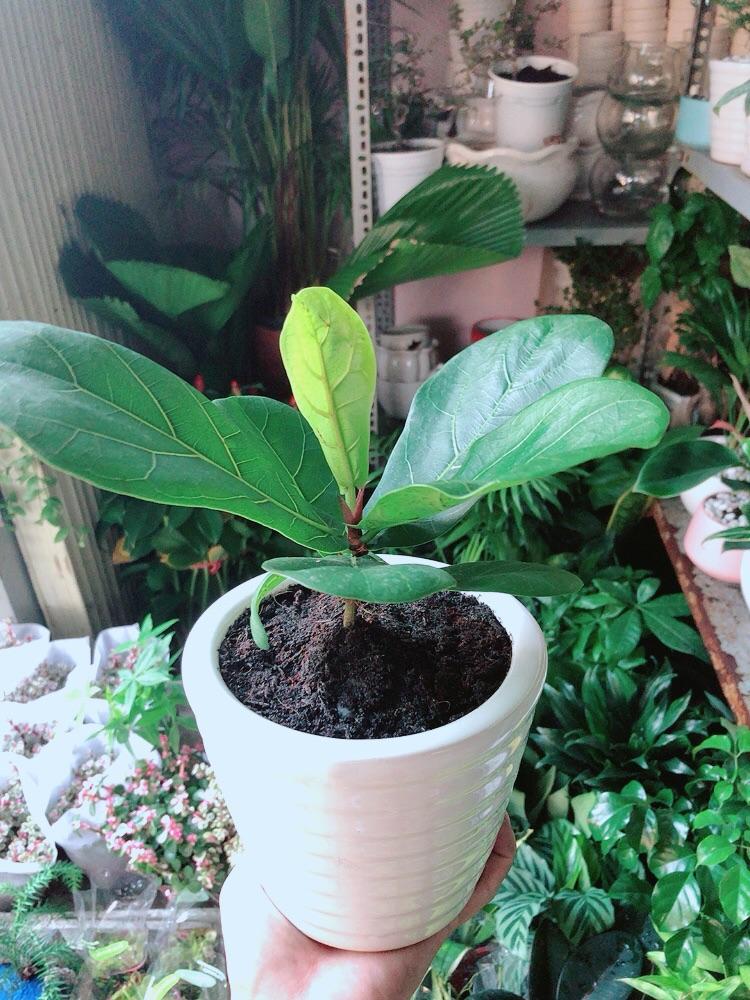 Chậu Cây Bàng Singapore