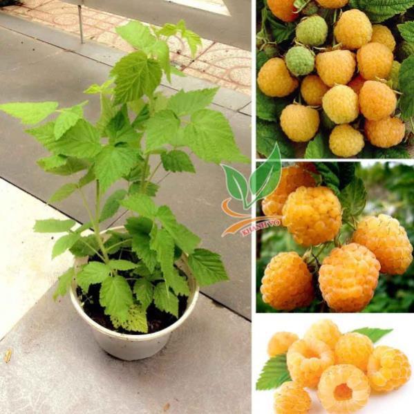CÂY GIỐNG MÂM XÔI VÀNG
