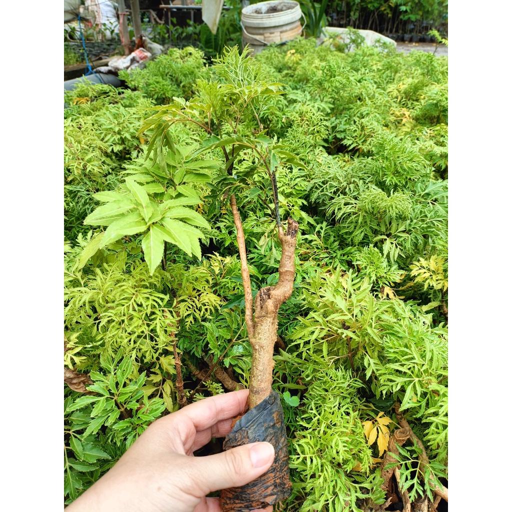 Combo 3 cây giống đinh lăng