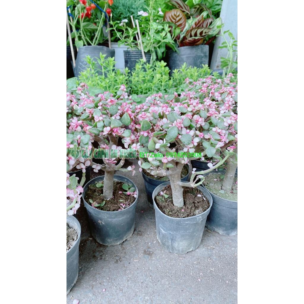 Cành Vàng Lá Ngọc