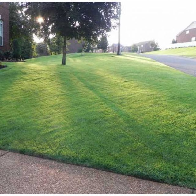 Hạt Giống Cỏ Nhung Nhật gói 100g