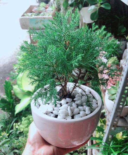 Chậu Cây Tùng Bồng Lai