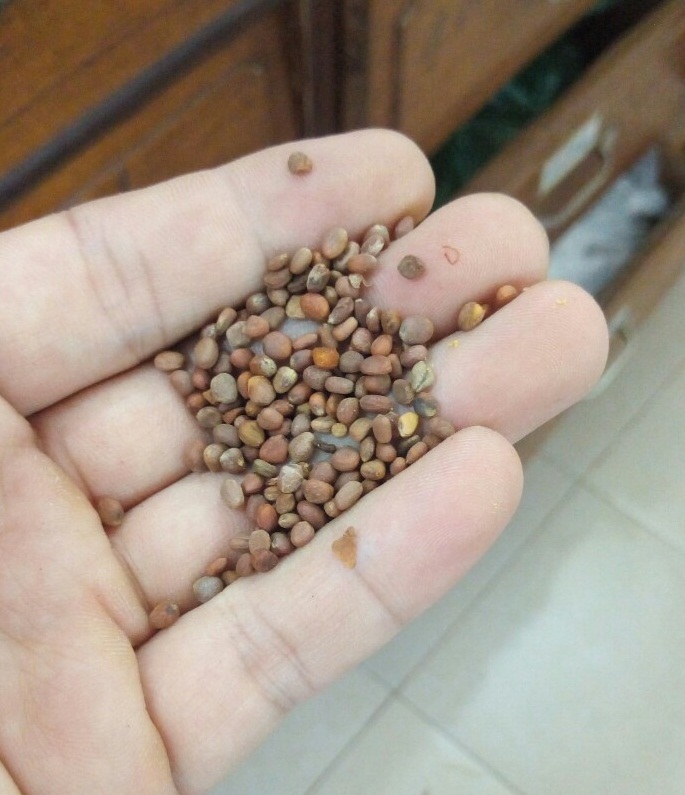 Hạt Giống Củ Cải Trắng Cao Sản