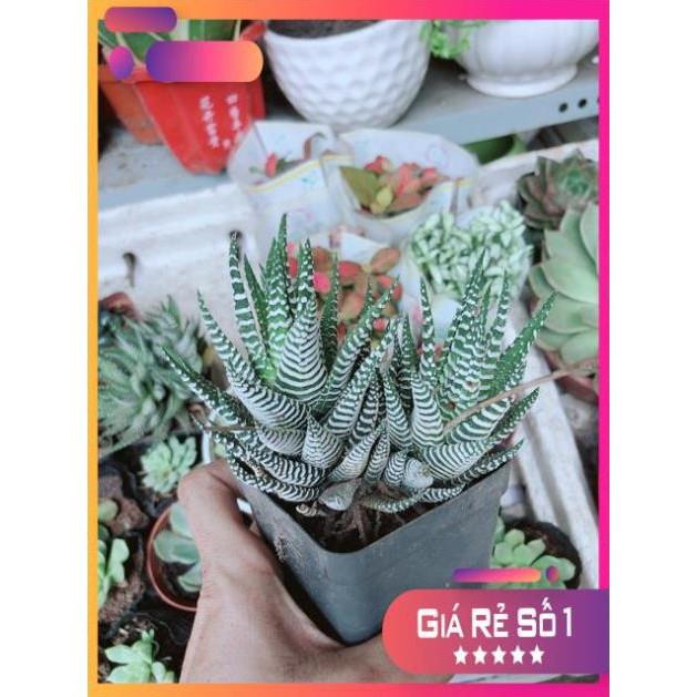 Chậu Móng Rồng