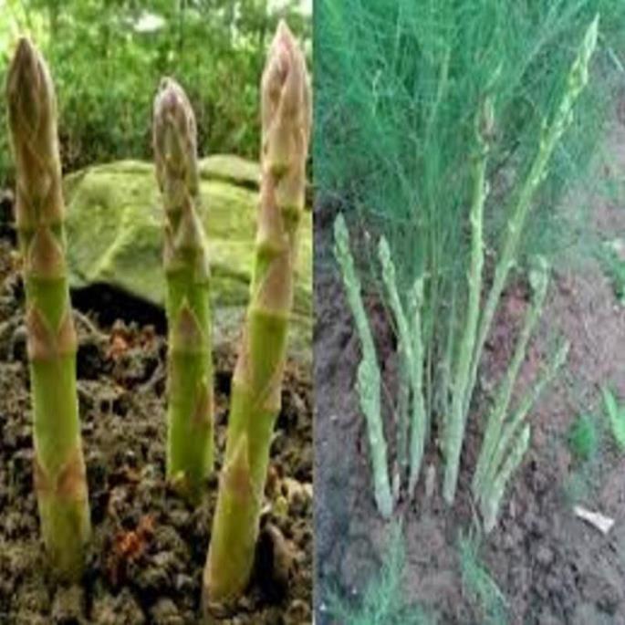 Cây giống măng tây xanh bầu giống