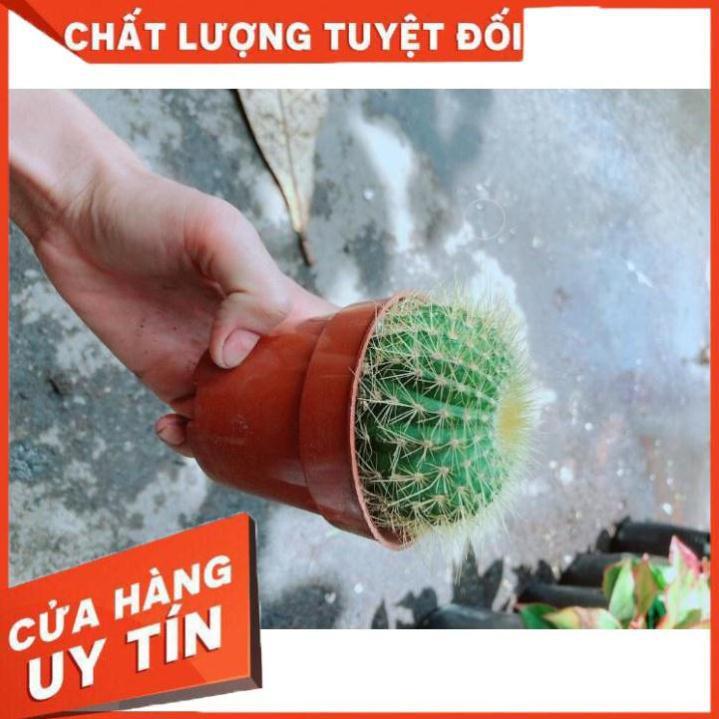 Xương Rồng Kim Hổ Nhiều Người Mua