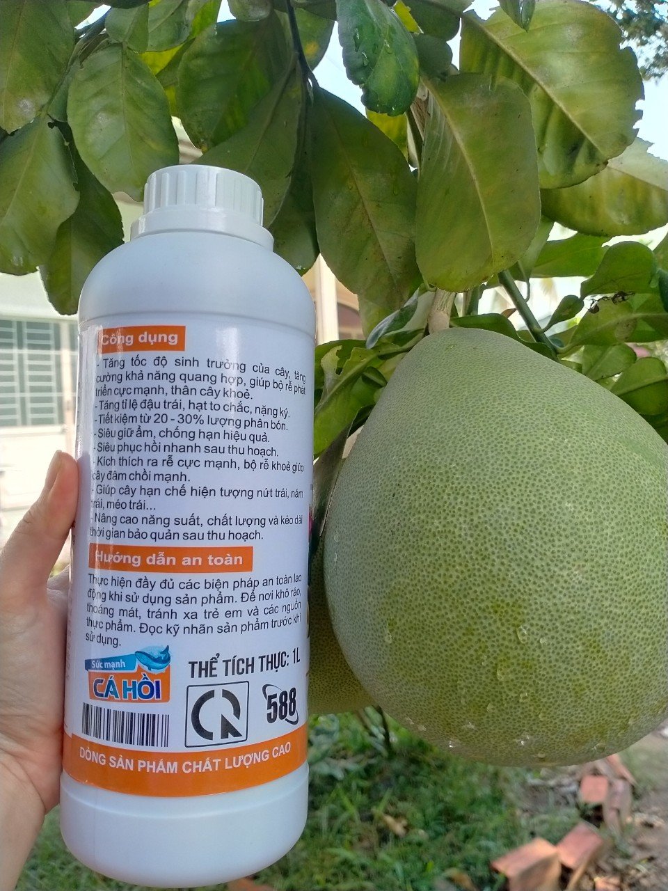 ĐẠM CÁ HỒI - DƯỠNG CÂY, XANH LÁ