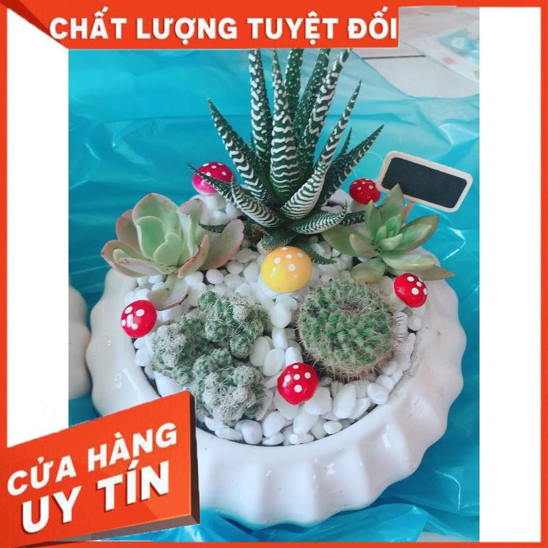 Chậu móng rồng mix Nhiều Người Mua