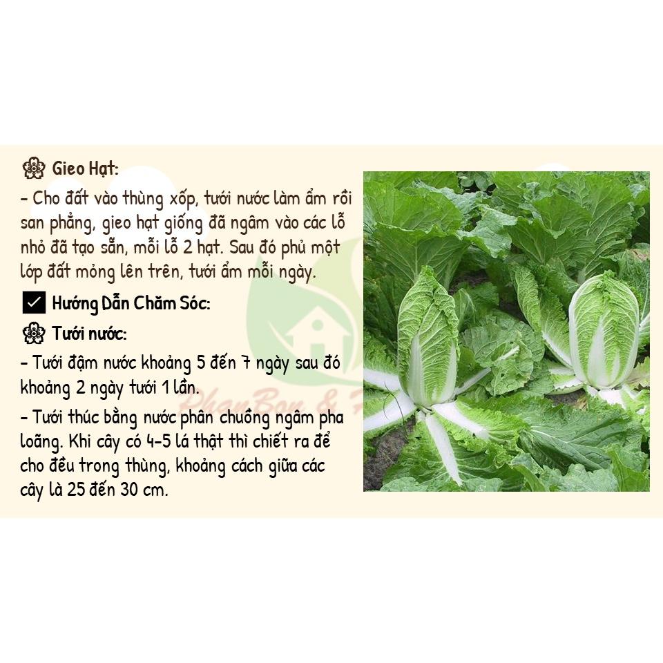Hạt Giống Rau Cải Thảo F1 Gold Giòn, Ngọt, Giàu Dinh Dưỡng 1Gr - Phú Nông Seeds - Shop Phân Bón và Hạt Giống