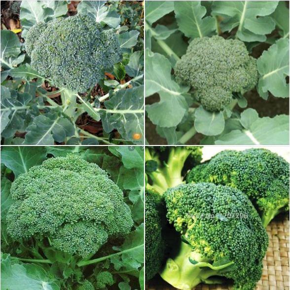 Bộ 5 gói Hạt Giống Súp Lơ Xanh Bông Cải Xanh-1 gói 30 hạt-tặng kèm 1 phân bón