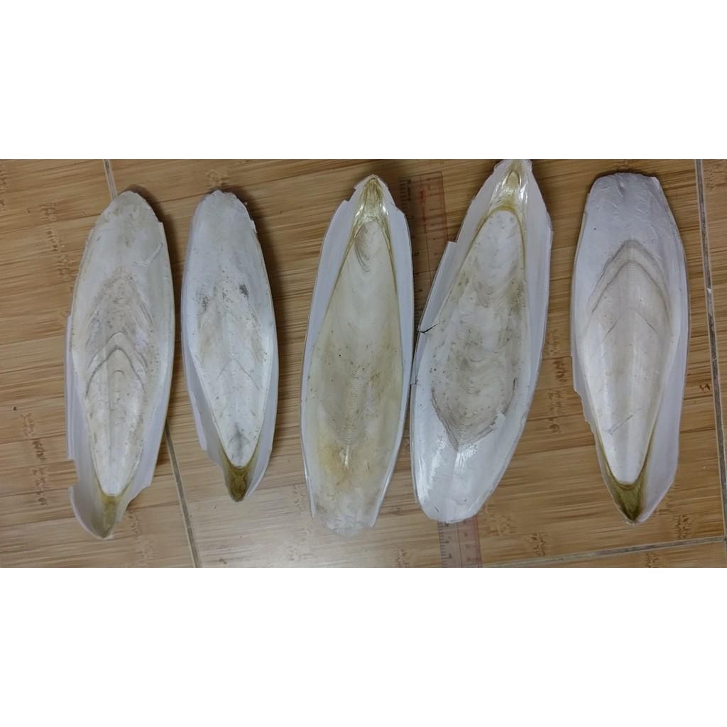 NAN MỰCTO 20-25 CM