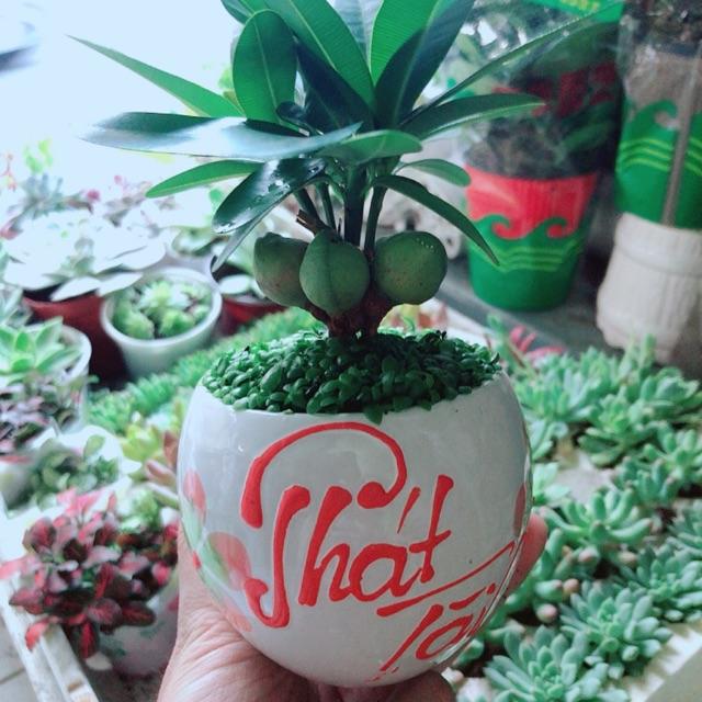 Chậu Cây May Mắn Phát Tài