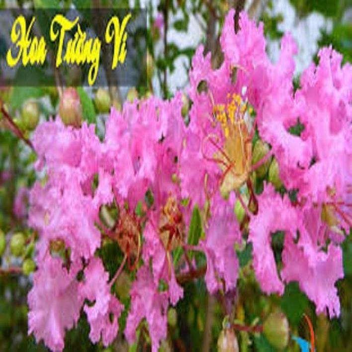 COMBO 10 BẦU CÂY GIỐNG HOA TƯỜNG VY