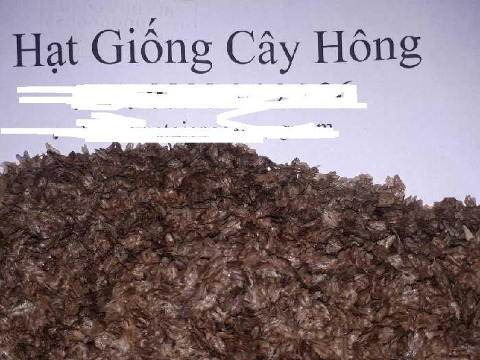0.5 KG HẠT GIỐNG CÂY HÔNG