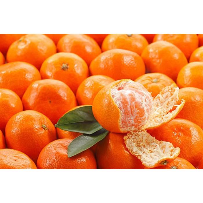 Cây giống Quýt Mỹ lùn siêu trái. .
