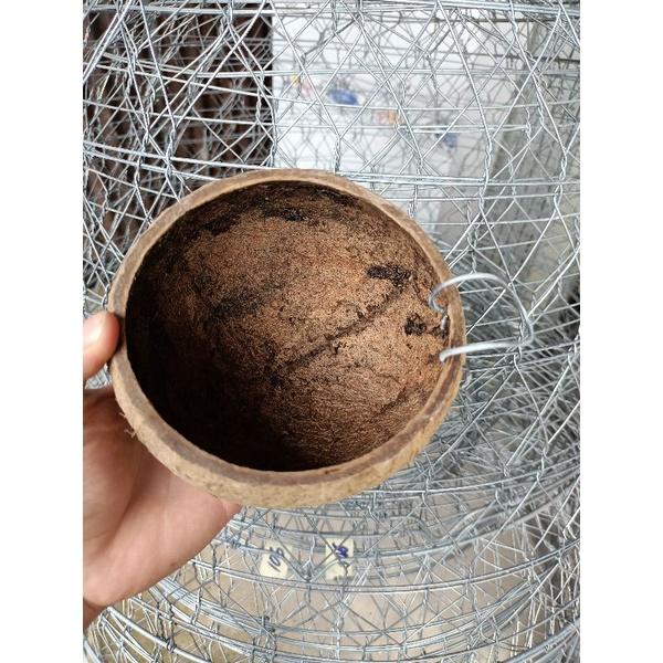Gáo dừa cho gà ăn, uống nước