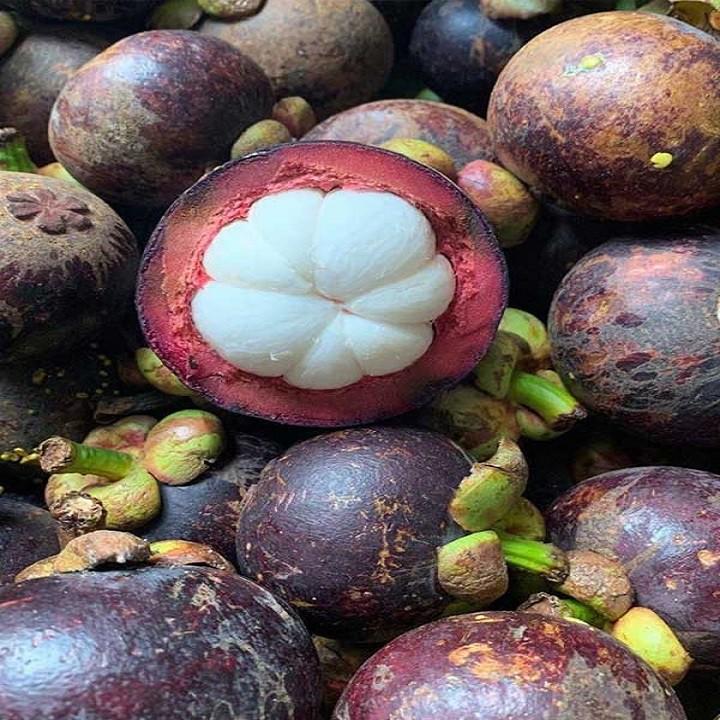 CÂY MĂNG CỤT