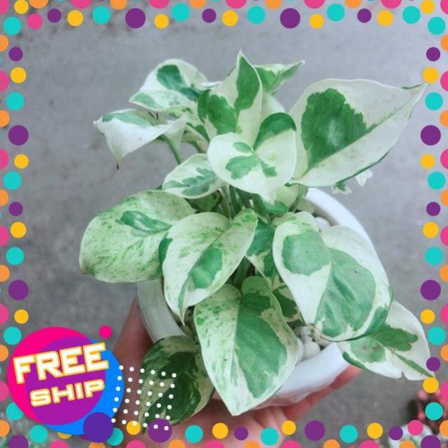 Chậu Cây Trầu Bà Sữa
