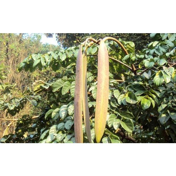 Cây giống NÚC NÁC RỪNG NHƯ HÌNH .