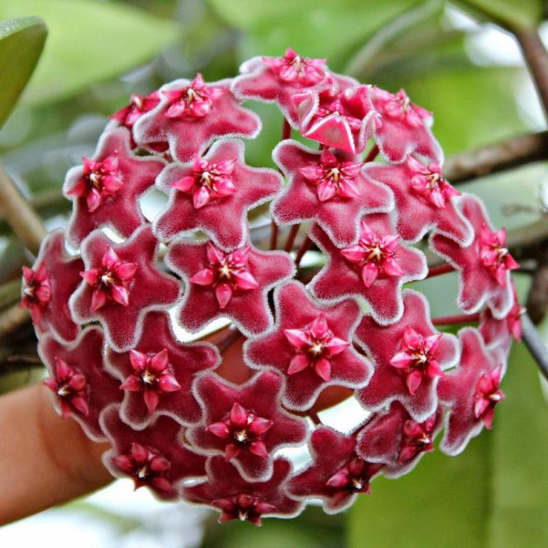 Cẩm cù Carnosa red