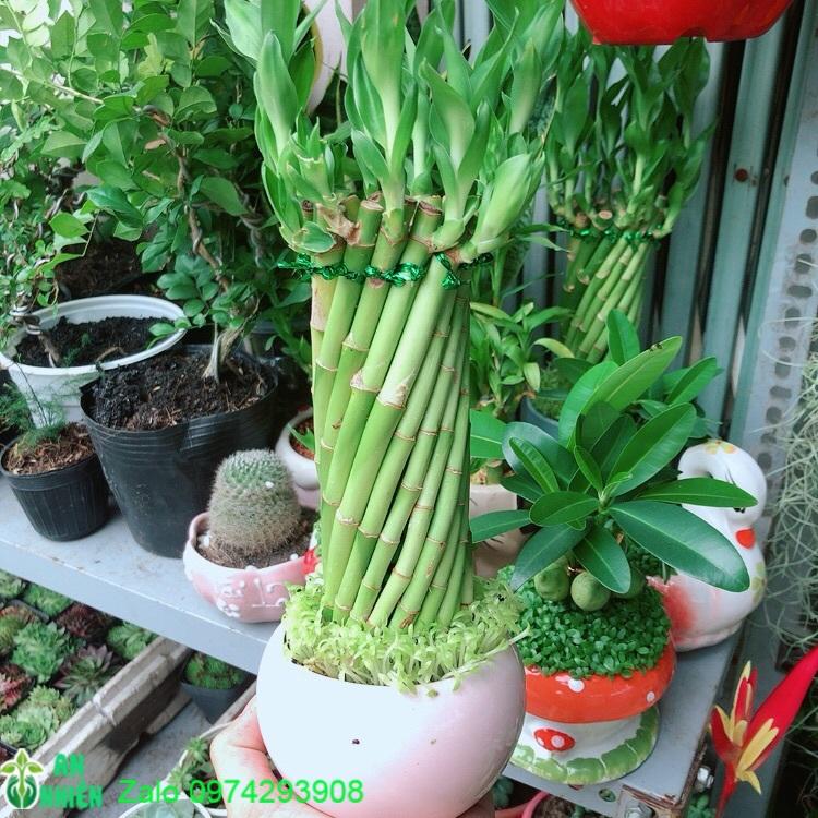 Chậu Trúc Phát Tài