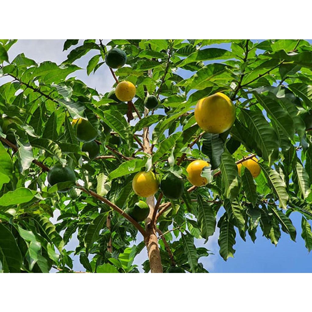 CÂY GIỐNG VÚ SỮA HOÀNG KIM ĐÃ TRƯỞNG THÀNH ĐANG BUNG ĐỌT RẤT ĐẸP CAO 1-2M