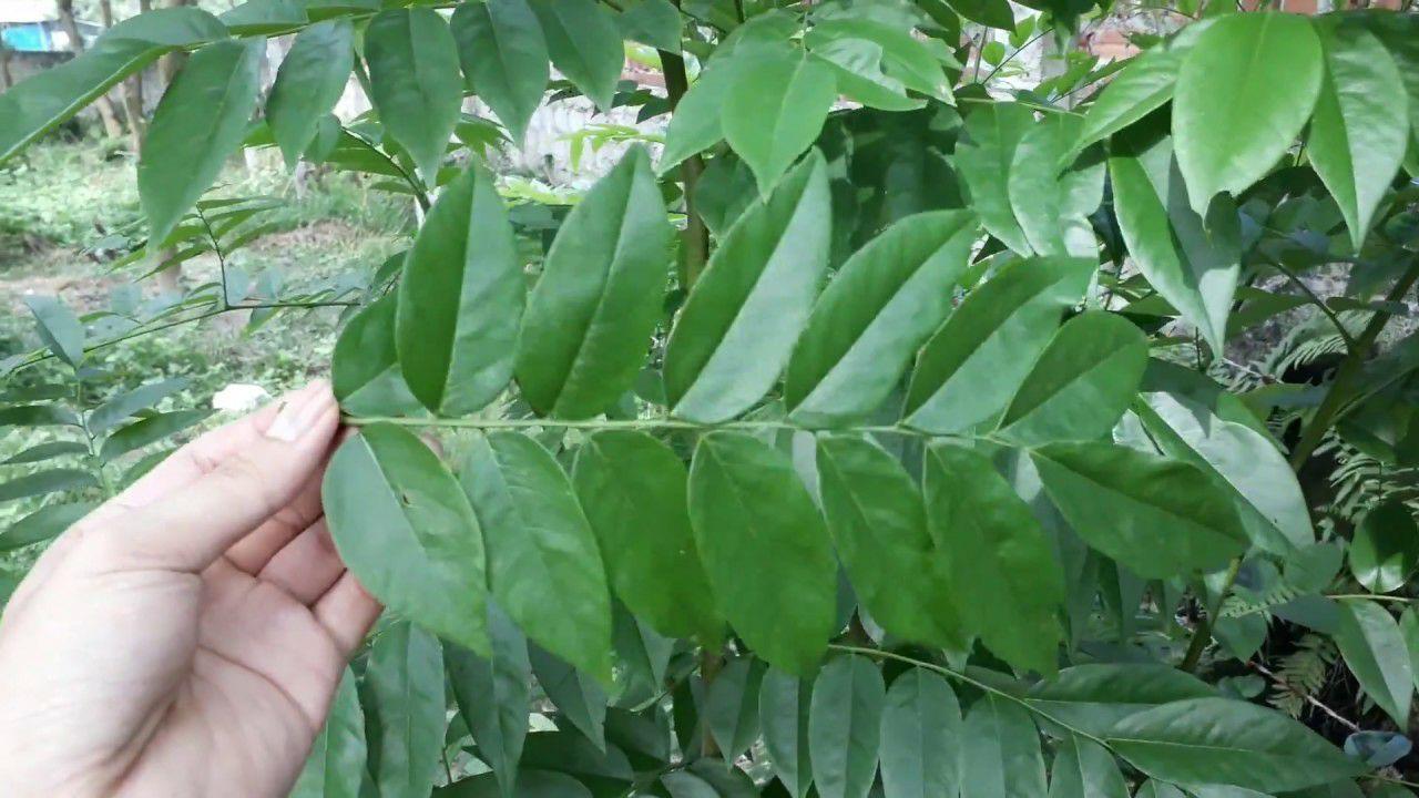 1kg hạt giống gỗ sưa đỏ
