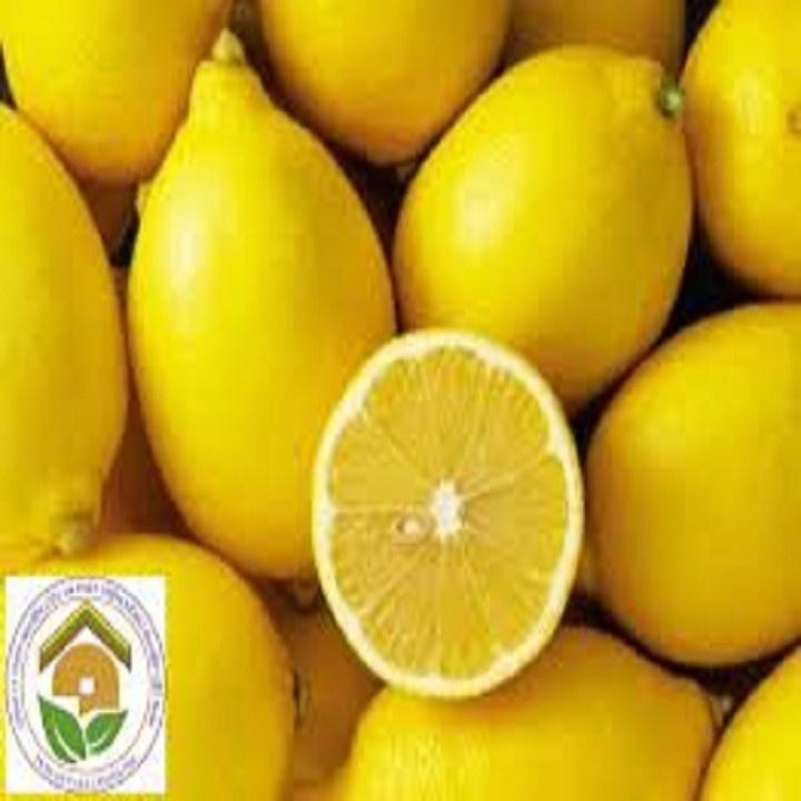 CÂY GIỐNG CÂY CHANH VÀNG KHÔNG HẠT ÚC