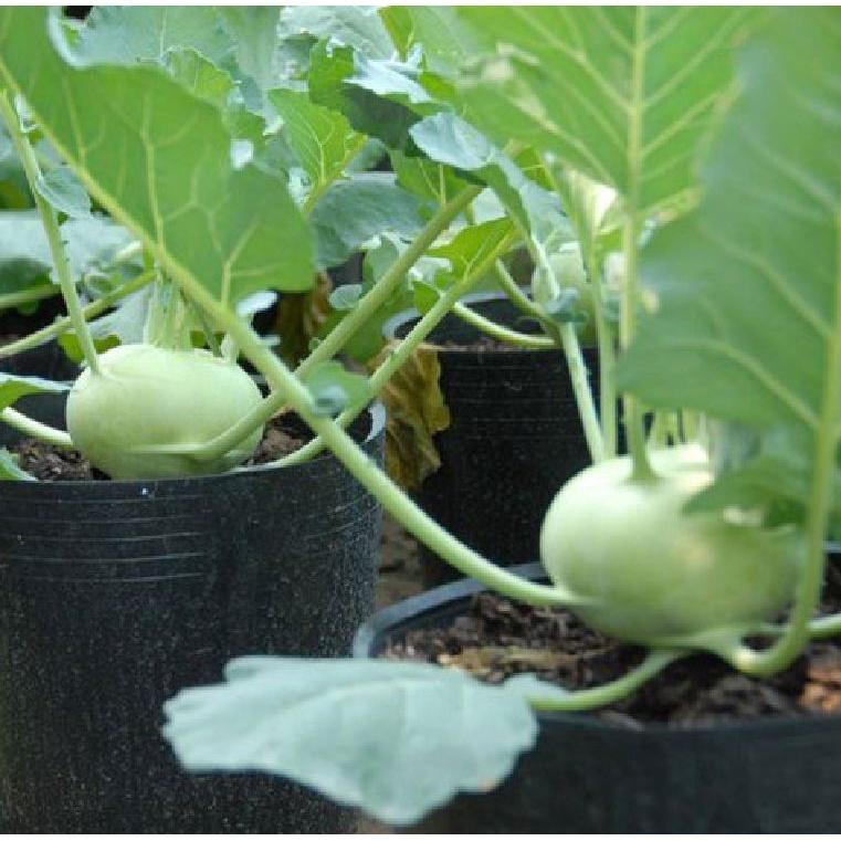 Hạt giống củ su hào xanh dể trồng -gói 20 hạt/tặng kèm gói phân bón lót