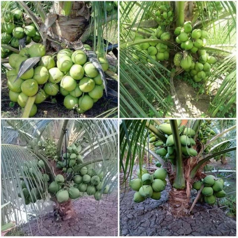 Cây giống dừa xiêm lùn siêu trái