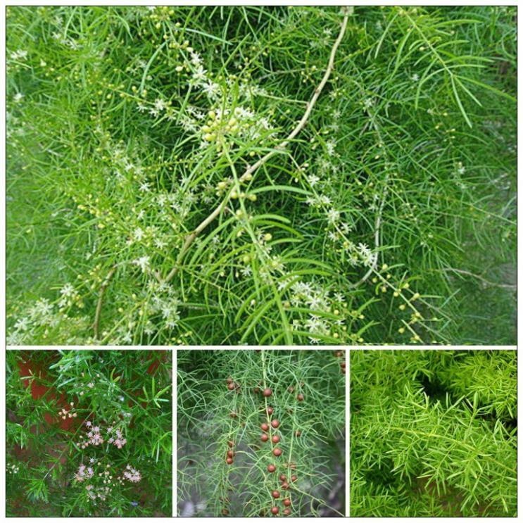 CÂY THIÊN MÔN ĐÔNG SIÊU ĐẸP -LOÀI CÂY VƯỢNG PHONG THỦY CHO GIA CHỦ + Tặng 01 cây dâu da đất