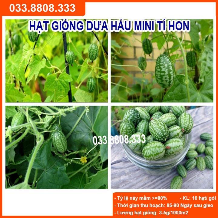 HẠT GIỐNG DƯA HẤU TÍ HON GÓI 20 HẠT- Nhanh Thu Hoạch