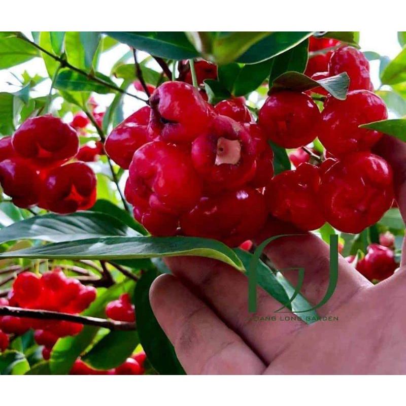 Giống Mận Yến Trái Mini Trồng Chậu Cảnh Siêu Quả