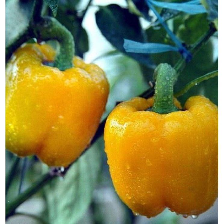 Hạt giống ớt chuông Đà Lạt - 10Hạt/gói