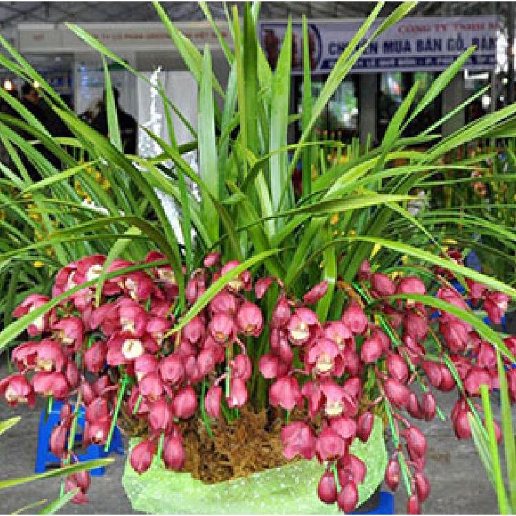 Combo 2 Củ hoa địa lan santo hoa màu tím