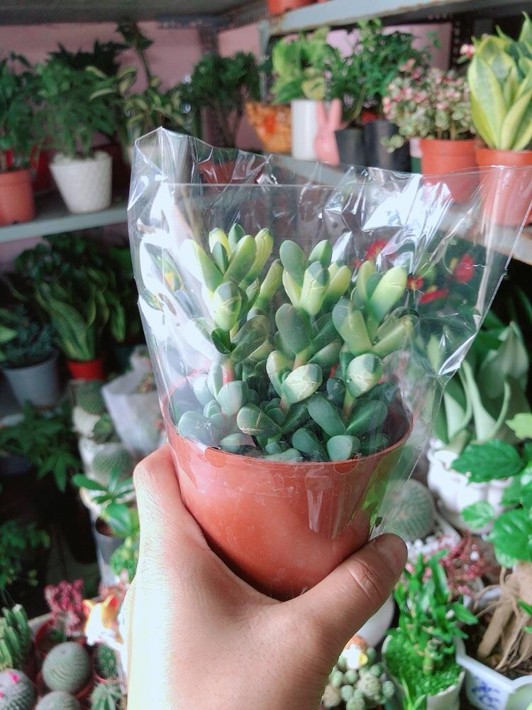 Sen Đá Tim Hàng Đẹp