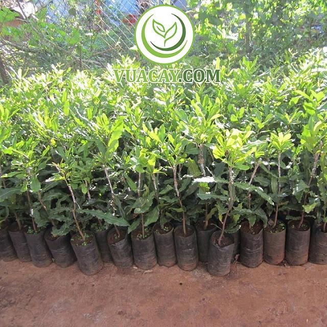 CÂY GIỐNG: CÂY MẮC CA - CAM KẾT GIỐNG CHUẨN